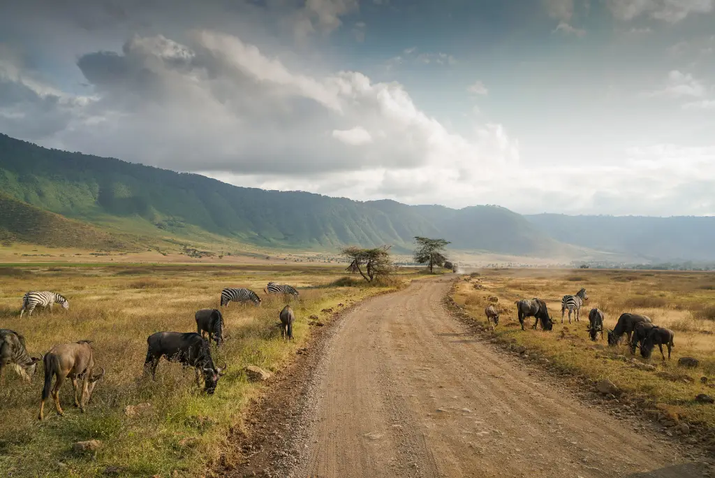 7-day-serengeti-migration-safari-itinerary4