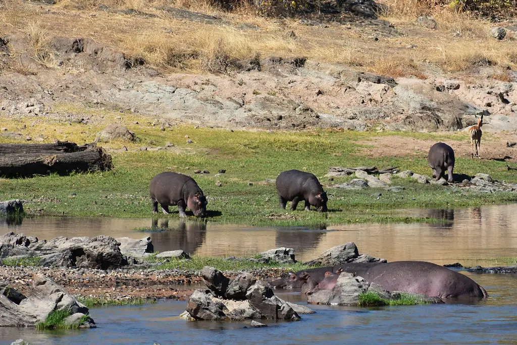 7-day-southern-tanzania-safari-itinerary6