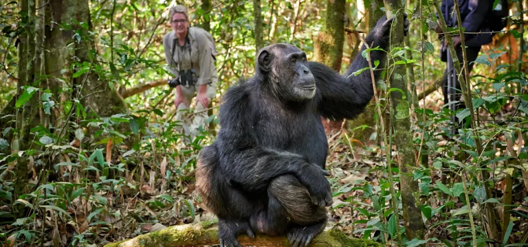 7  Days  Chimpanzee Trekking Safari in Tanzania – Gombe & Mahale National Parks
