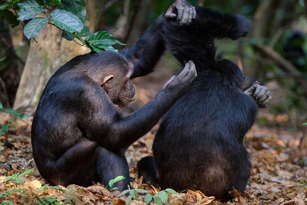 7-day-tanzania-chimpanzee-safari-gombe-mahale2