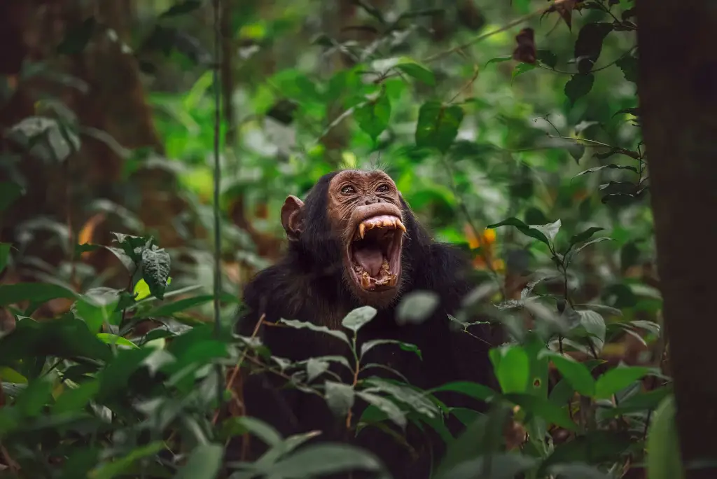7-day-tanzania-chimpanzee-safari-gombe-mahale4