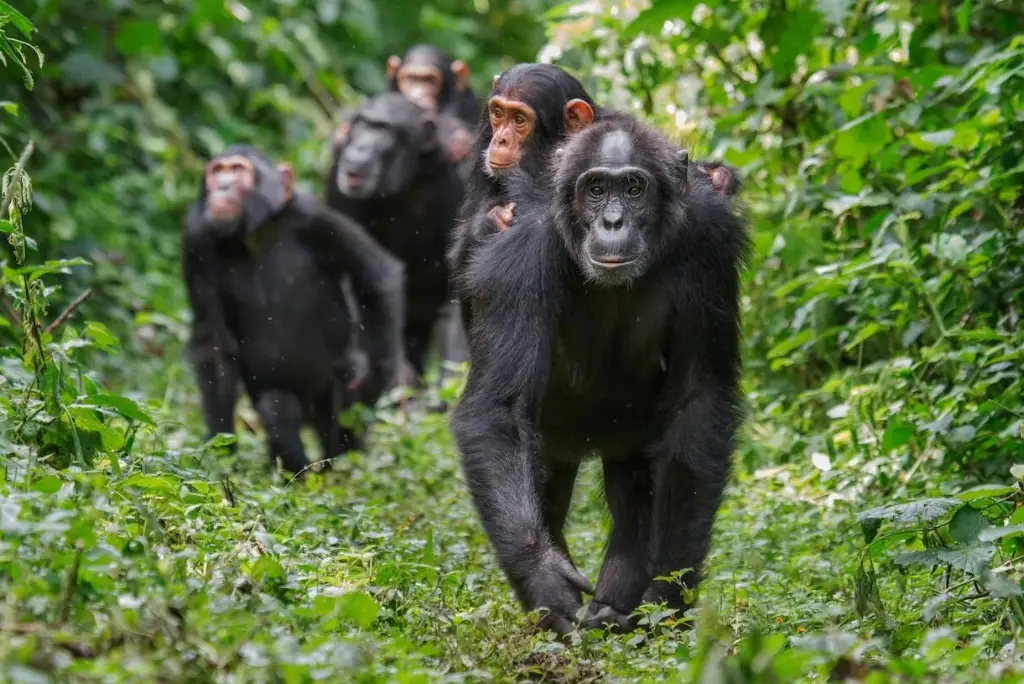 7-day-tanzania-chimpanzee-safari-gombe-mahale5