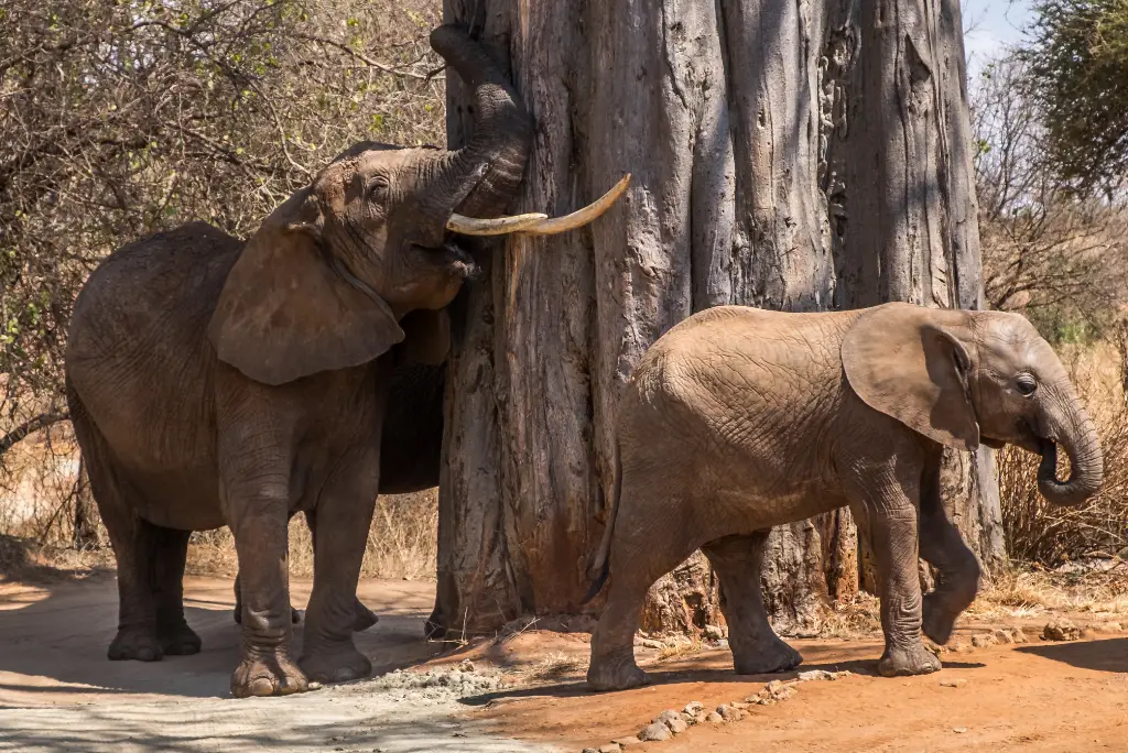 9-day-kilimanjaro-marangu-trek-and-safari7