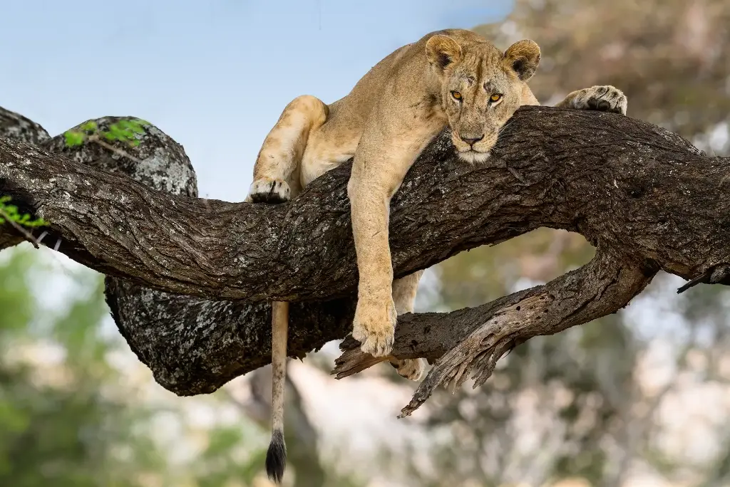 9-day-kilimanjaro-marangu-trek-and-safari9