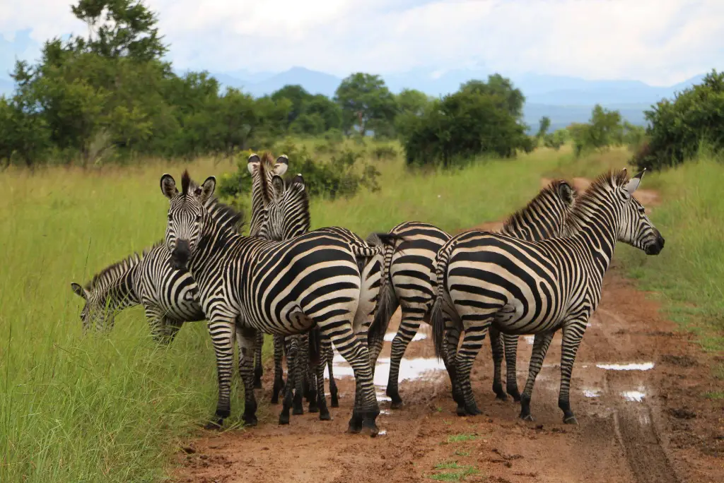 9-day-mikumi-udzungwa-zanzibar-itinerary2