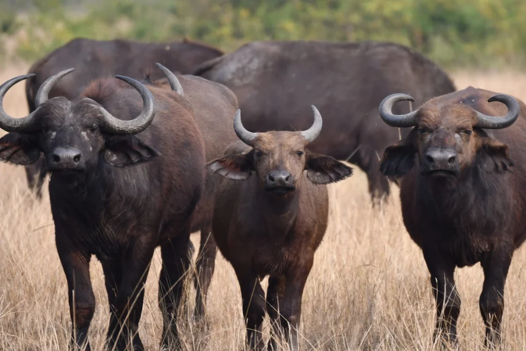 Katavi National Park Wildlife