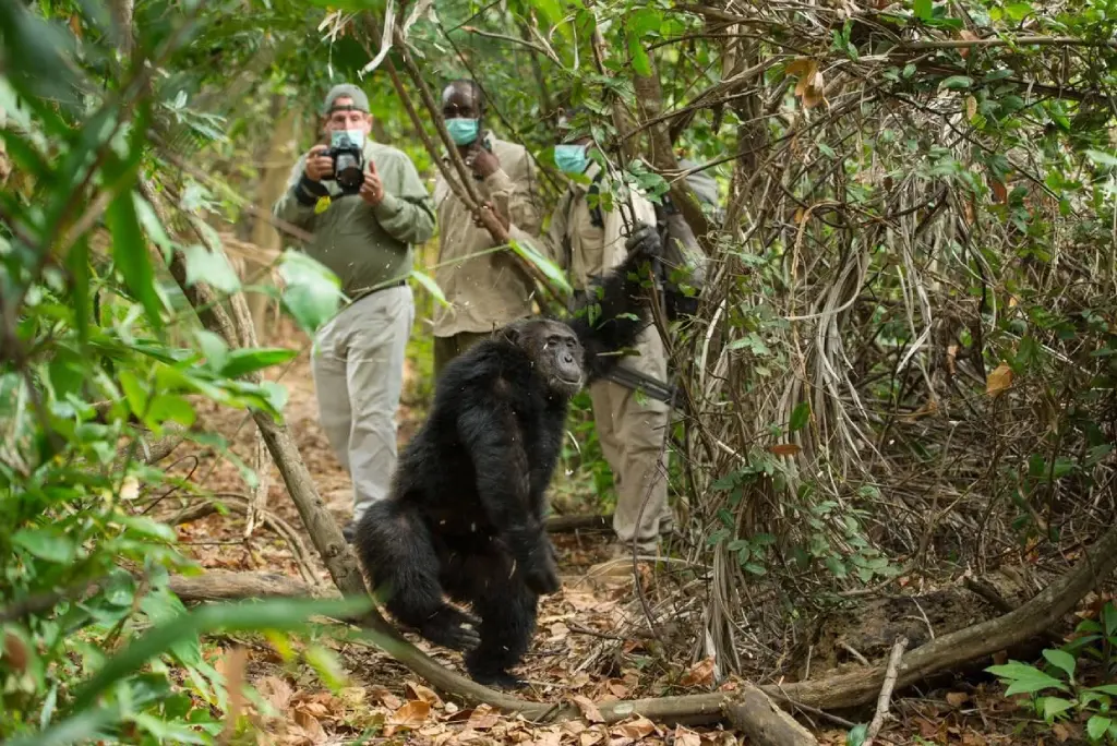 Chimpanzee Trekking at Mahale