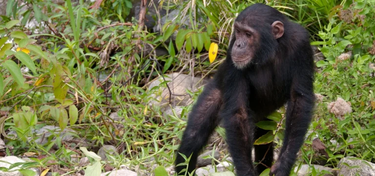 9 DaysTanzania Safari Katavi & Mahale | Chimpanzee Tracking & Fly Camping