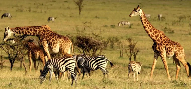 KIGOSI NATIONAL PARK
