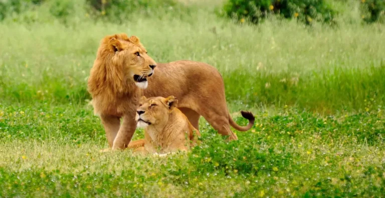 Saadani National Park