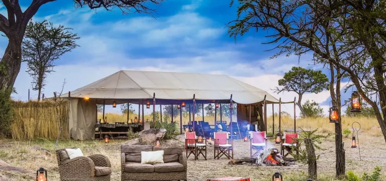 Luxury Safari