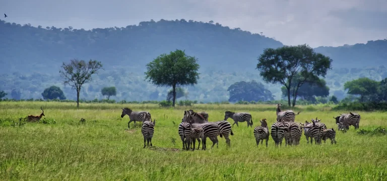 3 Days Serengeti Fly in Safari