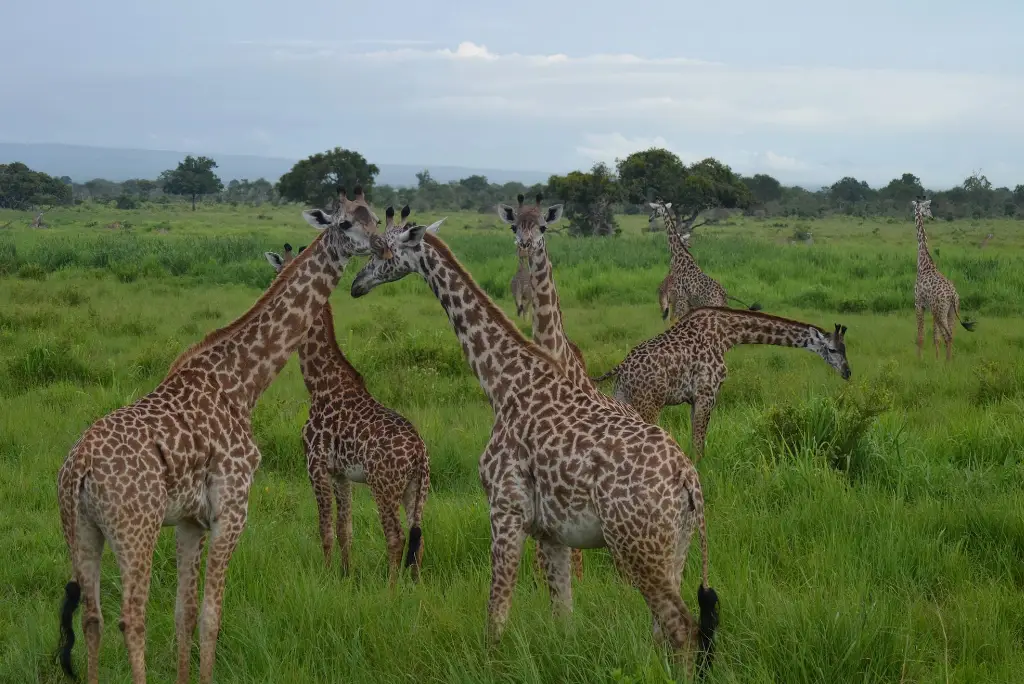 day-trip-mikumi-national-park-from-zanzibar1