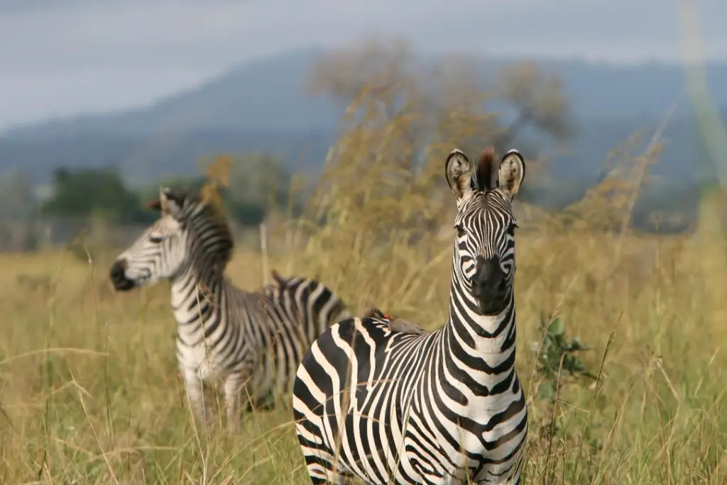 day-trip-mikumi-national-park-from-zanzibar2