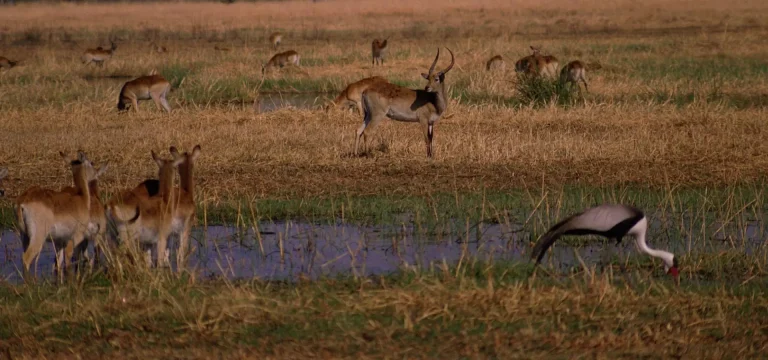 Ibanda Kyerwa National Park