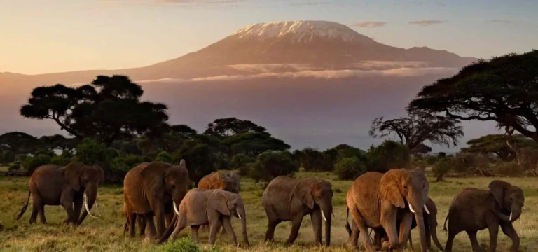 1  Day  Kilimanjaro National Park Day Trip