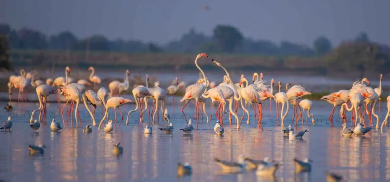 1  Day  Lake Manyara National Park Day Trip