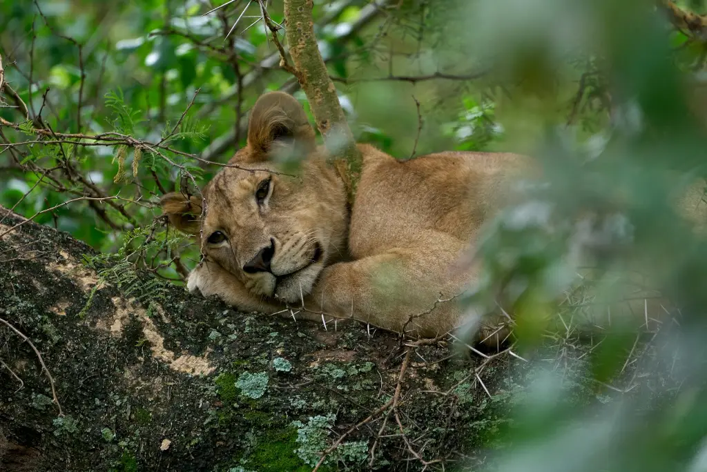 lake-manyara-national-park-day-trip1