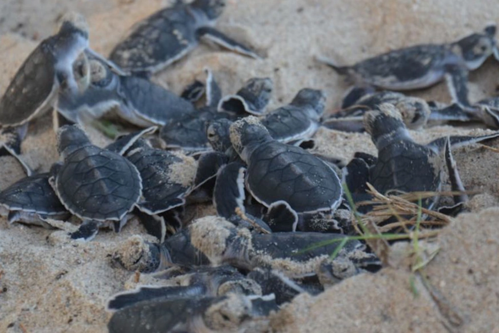 Pangani Beach Attractions