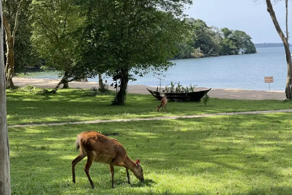 Rubondo Wildlife