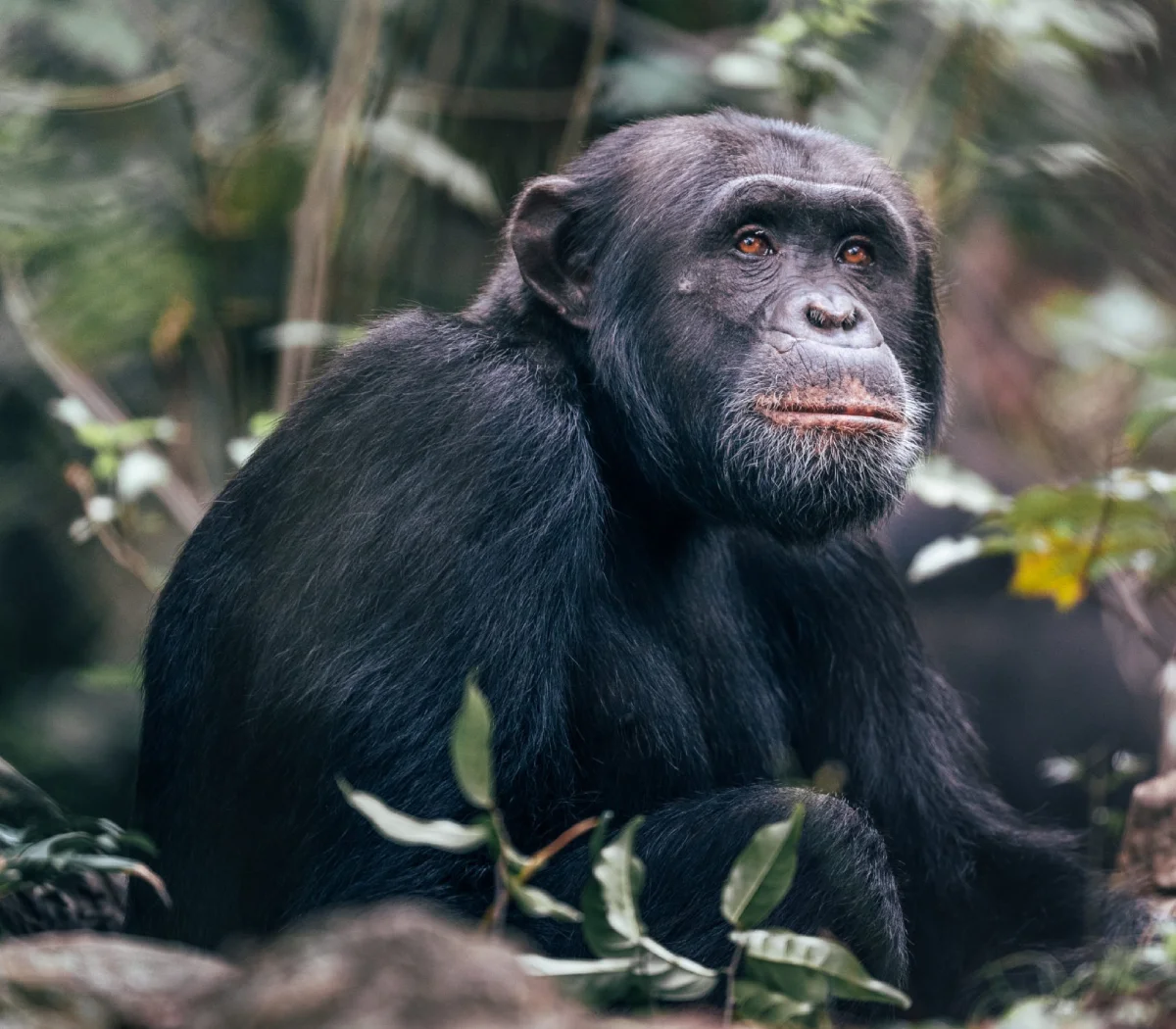 Rubondo Chimpanzee Trakking
