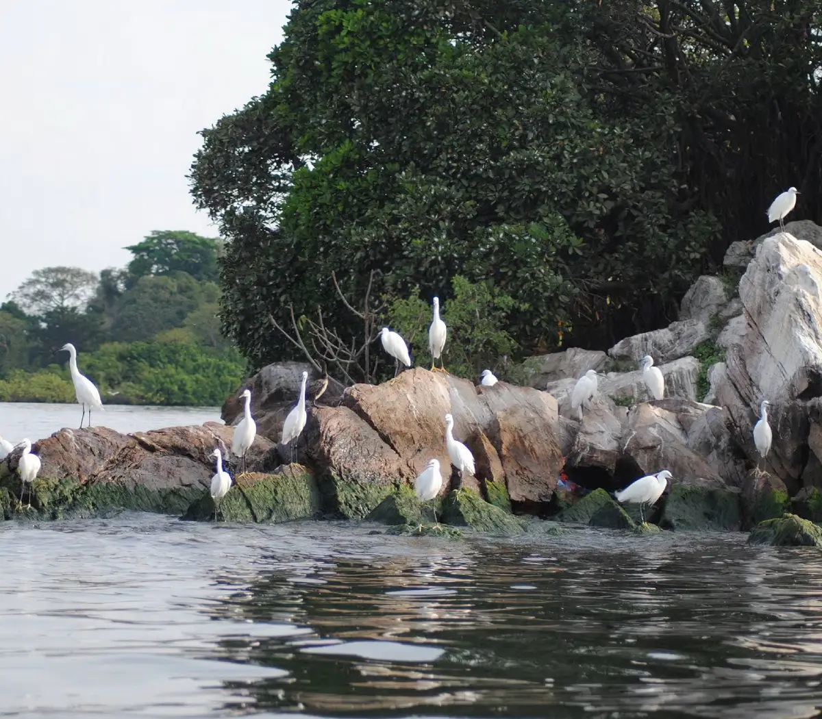 Rubondo Birdlife