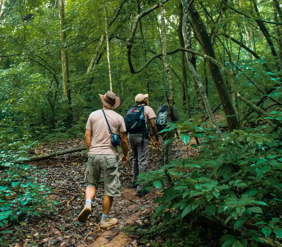 Forest Walk