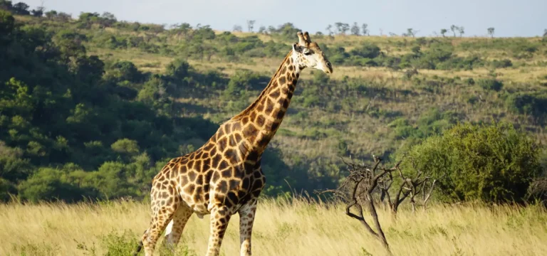 Rumanyika Karagwe National Park