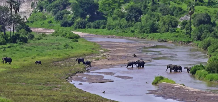 1  Day  Tarangire National Park Day Trip