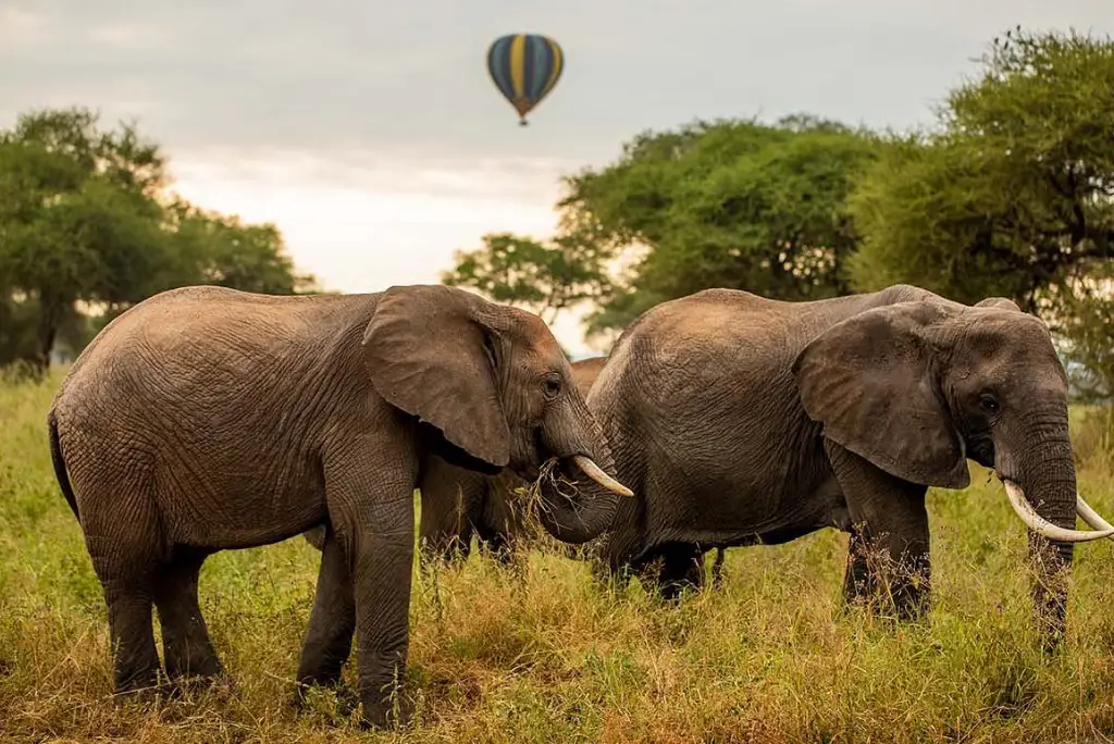 tarangire-national-park-day-rip1