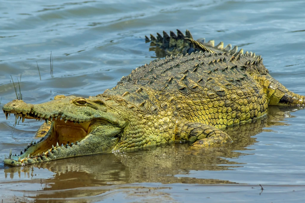 12-days-selous-ruaha-katavi-flying-safari (1)