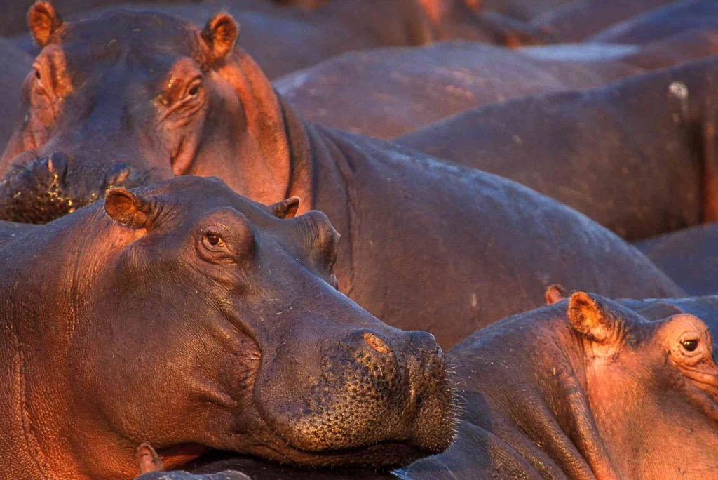 12-days-selous-ruaha-katavi-flying-safari10