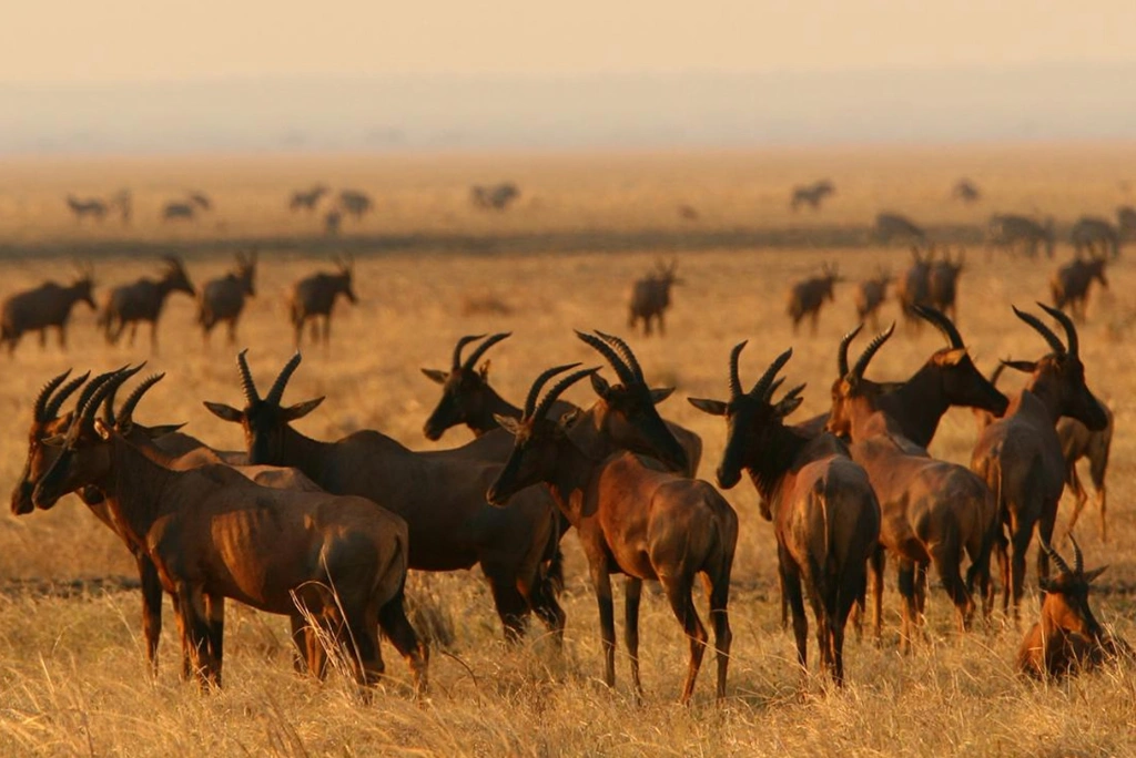 12-days-selous-ruaha-katavi-flying-safari11