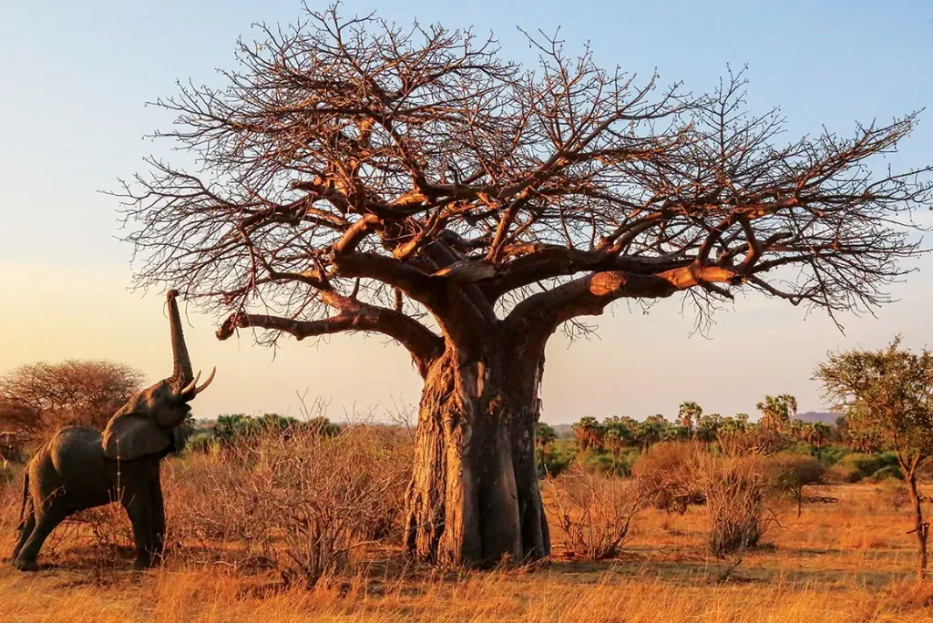 12-days-selous-ruaha-katavi-flying-safari5