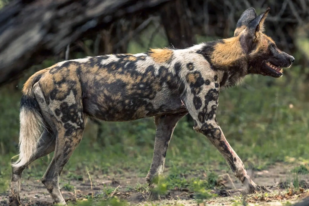 12-days-selous-ruaha-katavi-flying-safari6