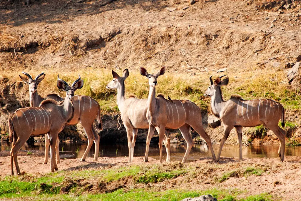 12-days-selous-ruaha-katavi-flying-safari7
