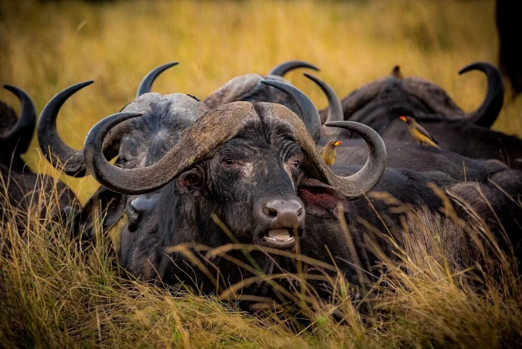 12-days-selous-ruaha-katavi-flying-safari8