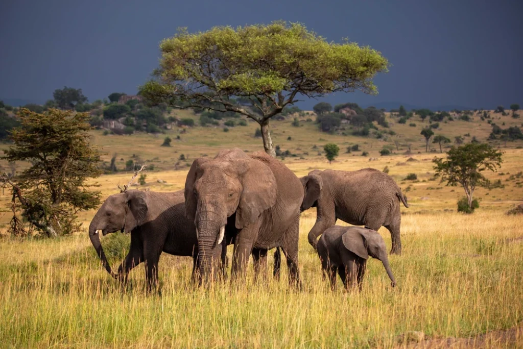 5-days-katavi-national-park-flying-safari (2)