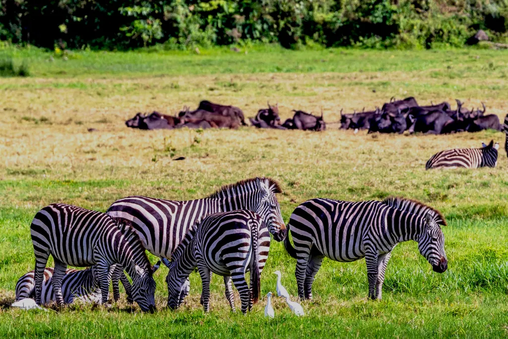 5-days-katavi-national-park-flying-safari