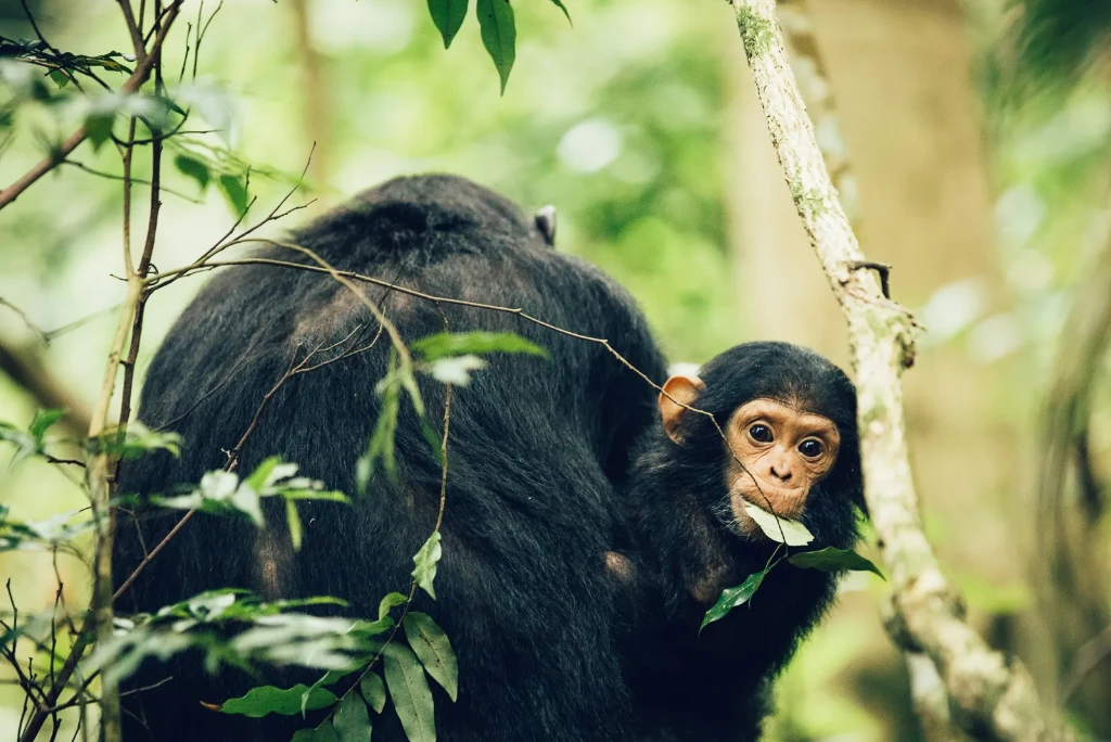 5-days-mahale-national-park-flying-safari (2)