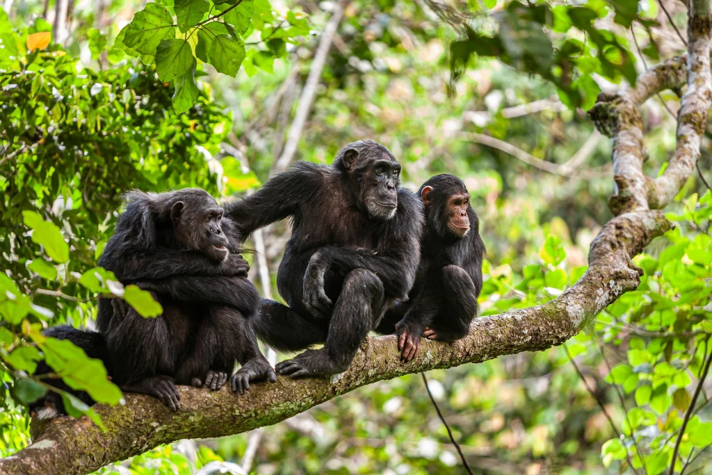 5-days-mahale-national-park-flying-safari6