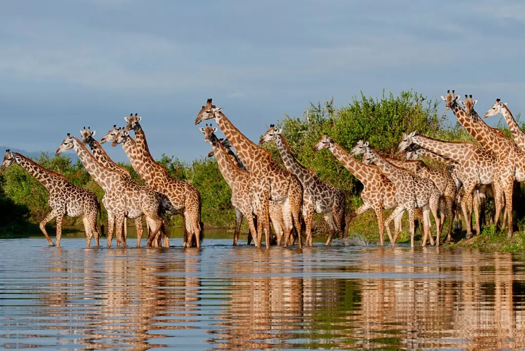 5-days-nyerere-national-park-flying-safari1 (1)