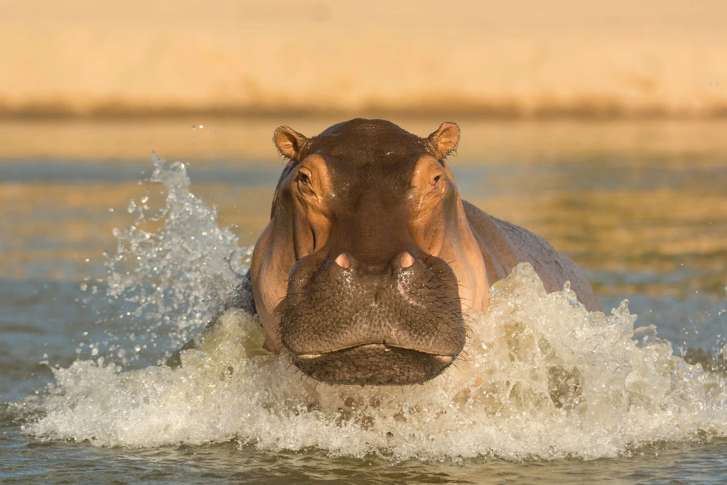 5-days-nyerere-national-park-flying-safari5