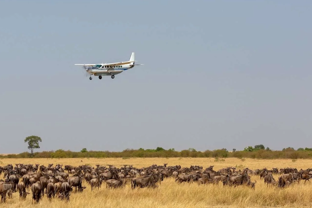 5-days-ruaha-national-park-flying-safari2