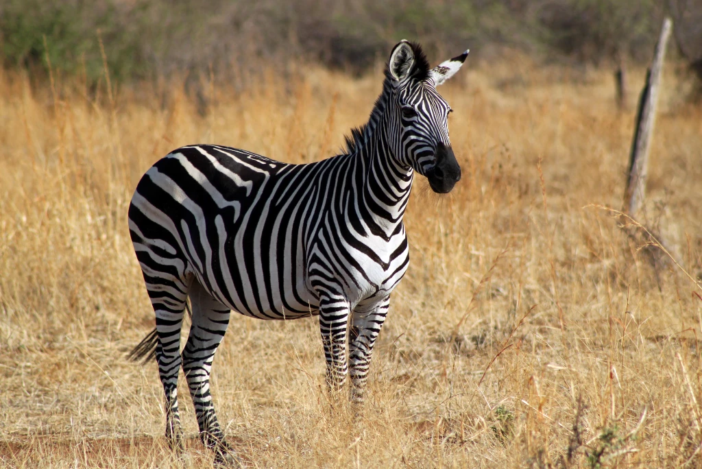5-days-ruaha-national-park-flying-safari4