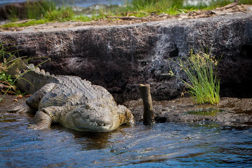 5-days-rubondo-island-national-park-flying-safari3