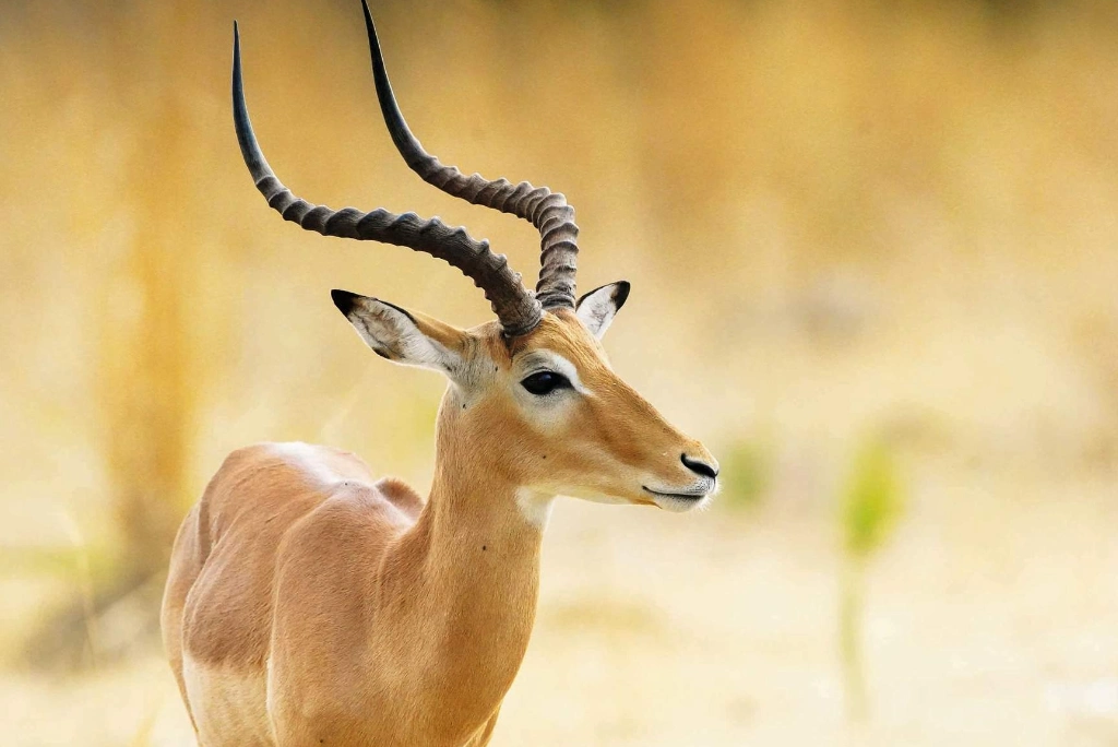 8-days-nyerere-ruaha-national-park-flying-safari8