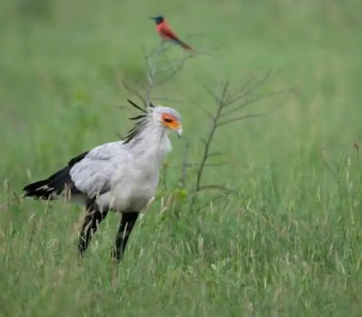 Bird watching5