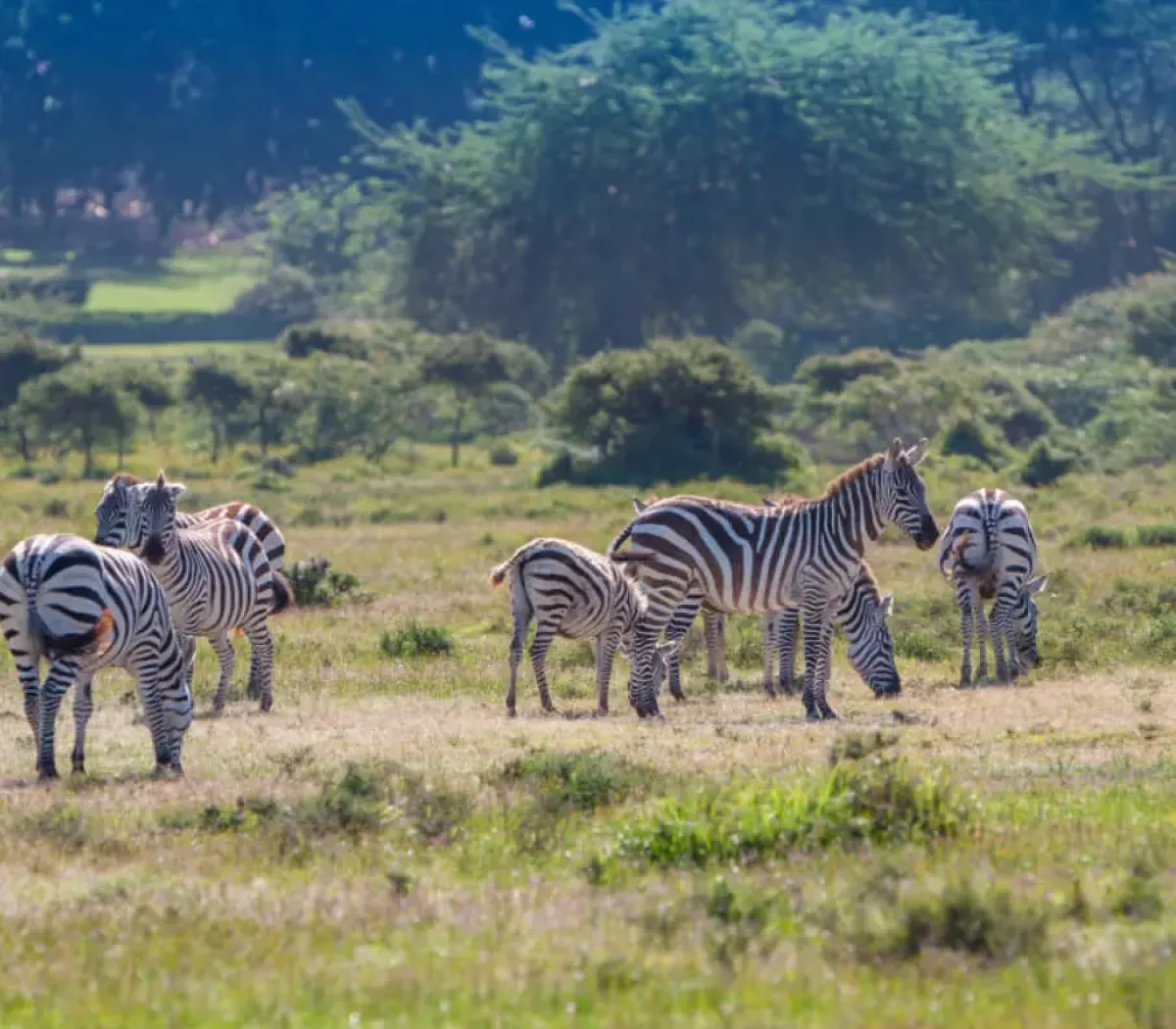 KIGOSI NATIONAL PARK 04