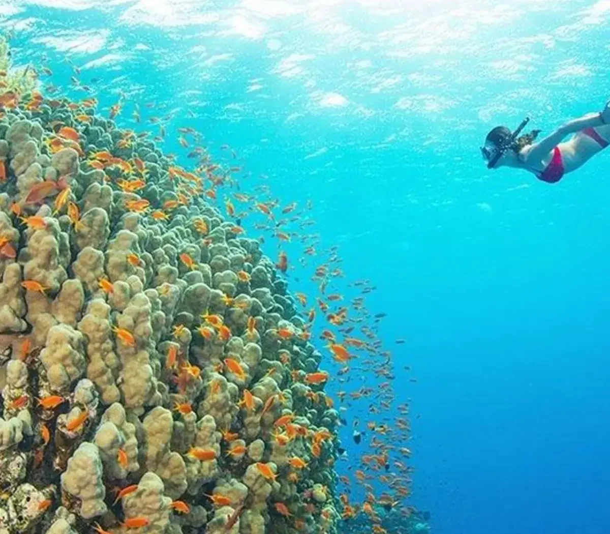 Mnemba Snorkelling Trip